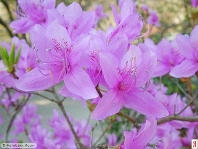 Лариса Лапицкая | Санкт-Петербург