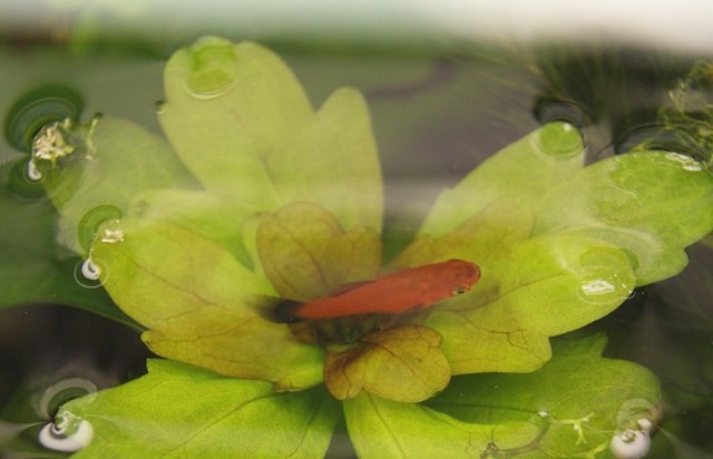 Василий Иванович | Казань