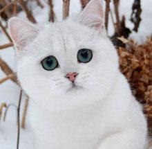 Дарья Антошина | Москва