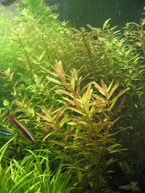 Зульфат Бабаев ℂ⋆ | Тюмень