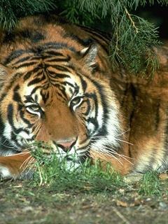 №10, Коля Колядюк, Кортелесы №10, Коля Колядюк, Кортелесы