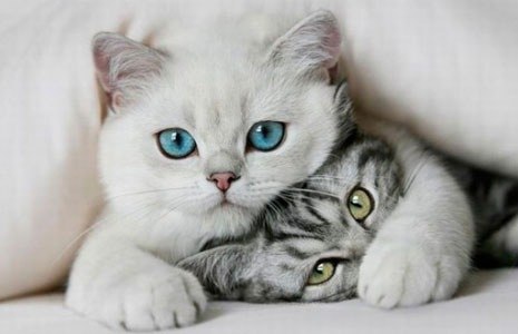 Олька Мыколаенко | 