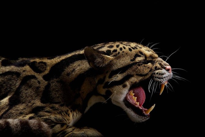 Владимир Дмитриев | Владимир