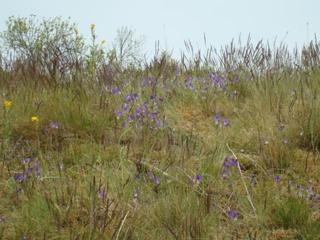 Елена Желудкова | Бокситогорск