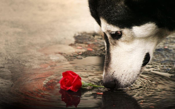 №61, Arm Arm, Москва №61, Arm Arm, Москва