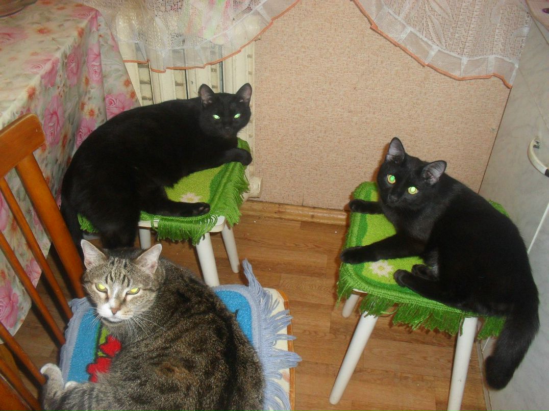 Елена Чемякина | Курган