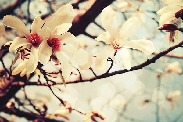 Ніна Якуб'як | 