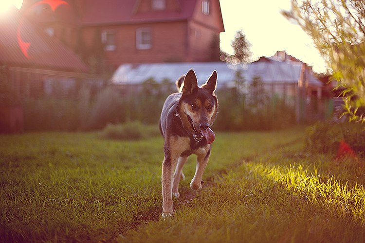 Дмитрий Майоров | 