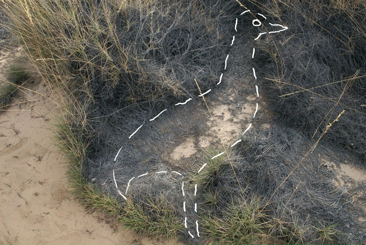 Дрю Святицкий | Melbourne