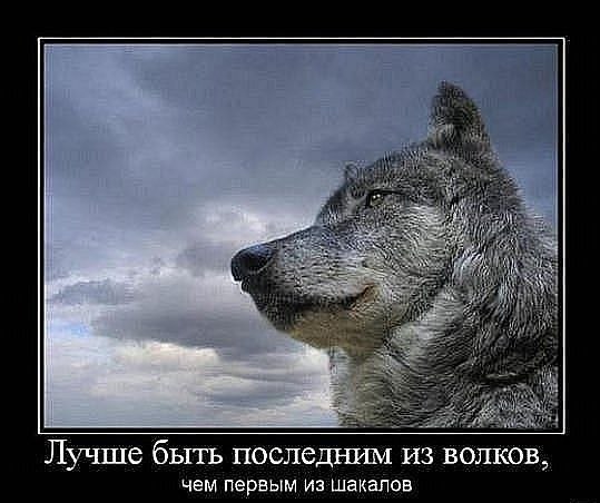 Дима Шевчук | 