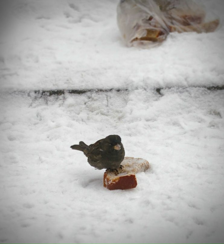 Елена Медведева | Новосибирск