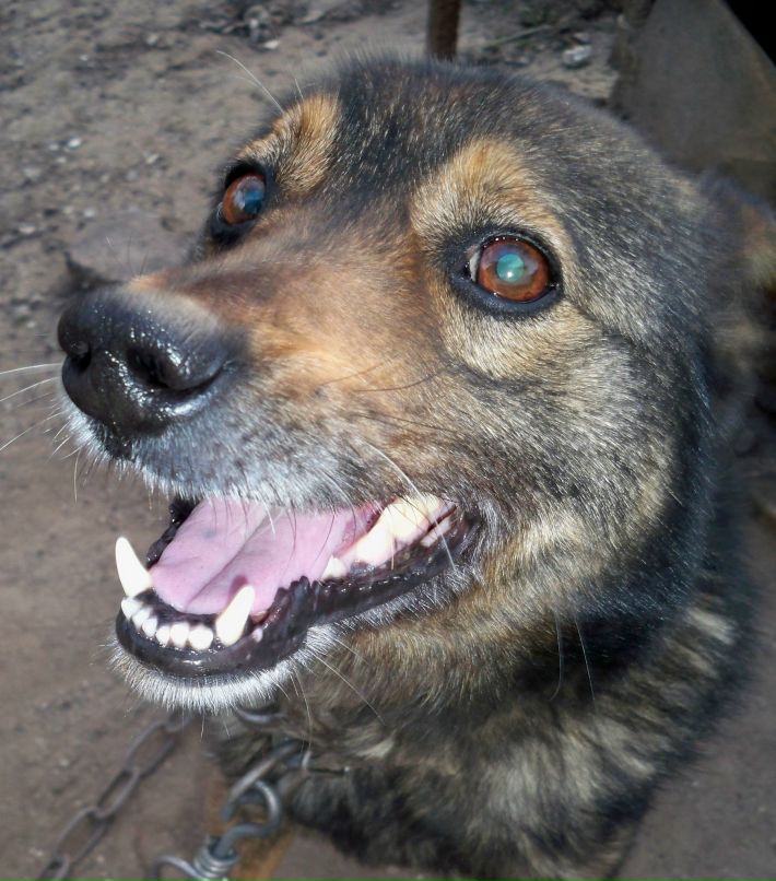 Татьяна Питулько | Кременчуг