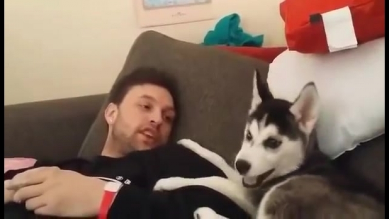 Щенок хаски ругается с