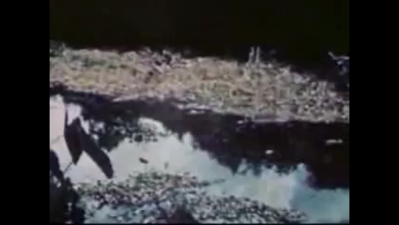 Panda Bear Take Pills (fan