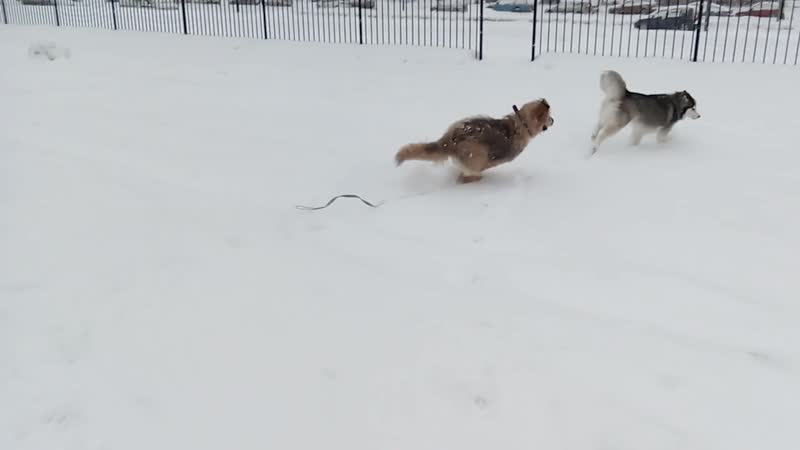 вид