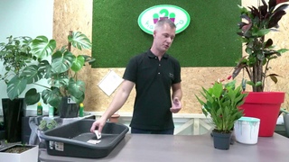 Посадка с цеалитом Антуриум многоцветковый