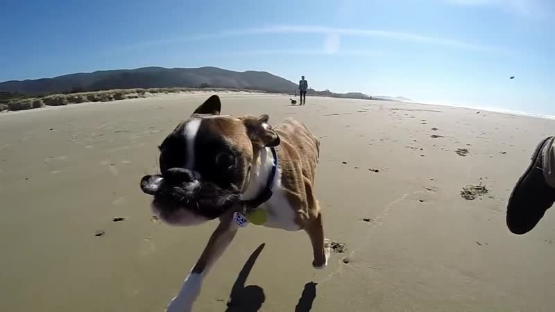Two Legged Boxer Duncan Lou Who First Trip to