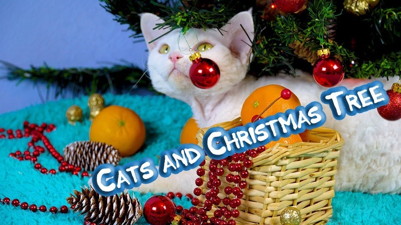 Curly cats Devon Rex play with Christmas tree. Cat santa