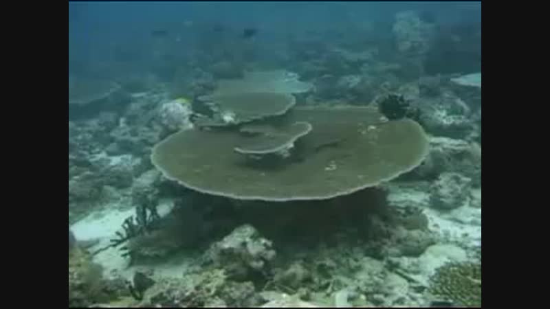 PSY GOA TRANCE TETRIUM MOON