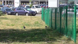 Потерявшийся котенок и вороны
