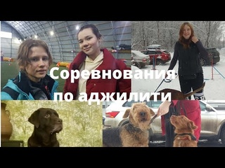 Соревнования по аджилити в Тольятти