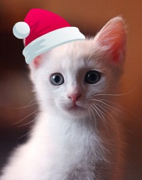 №20, Настёна Шехмометьева №20, Настёна Шехмометьева