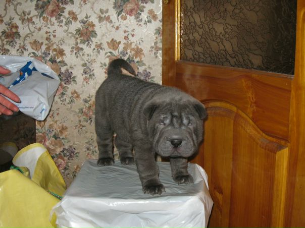 №88, Екатерина Морозова, Запорожье №88, Екатерина Морозова, Запорожье