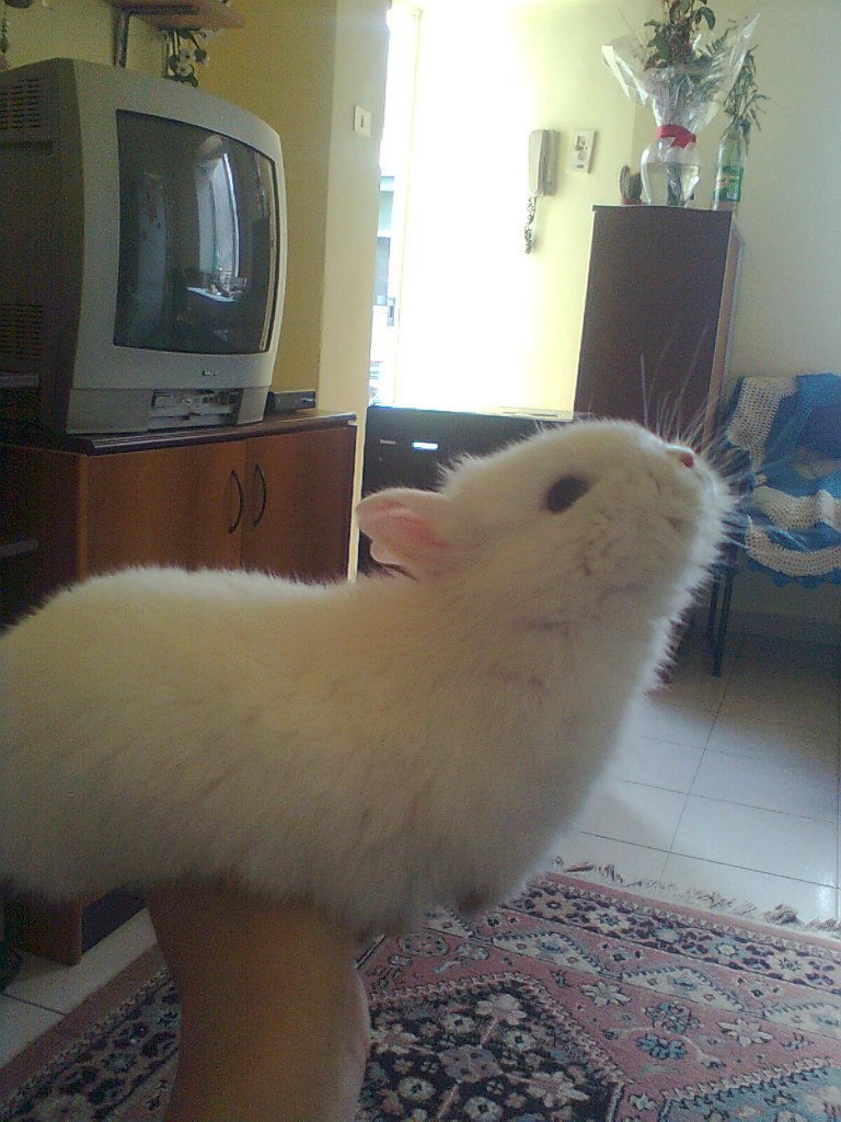 Наташа Балицька | Львов