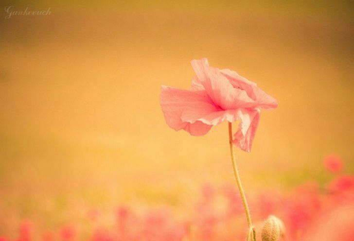 №4, Ірина Возняк, Киев №4, Ірина Возняк, Киев