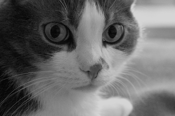 Даниил Шахов | Москва