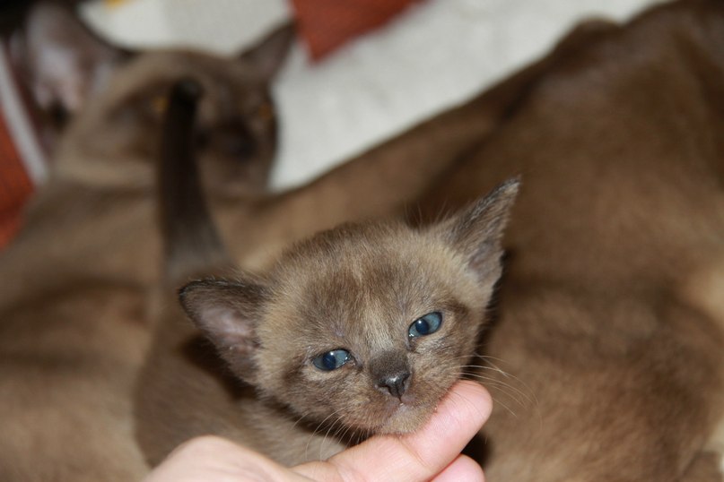 Наталья Лукашова(Алексеева) | Санкт-Петербург