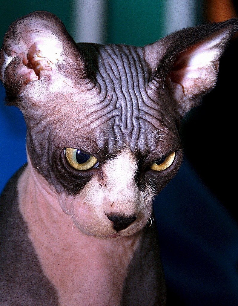 Andrei Blyuman | Санкт-Петербург