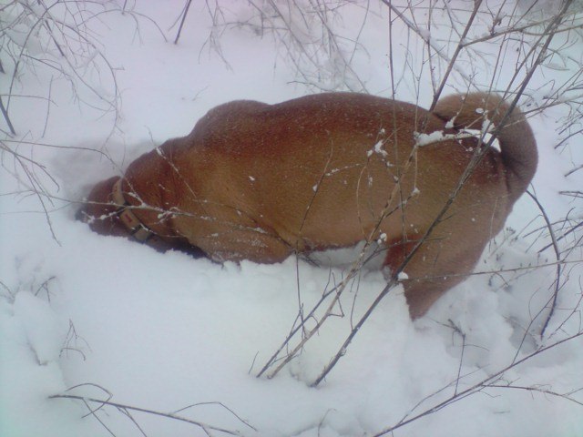 Полина Черепахина | Кривой Рог