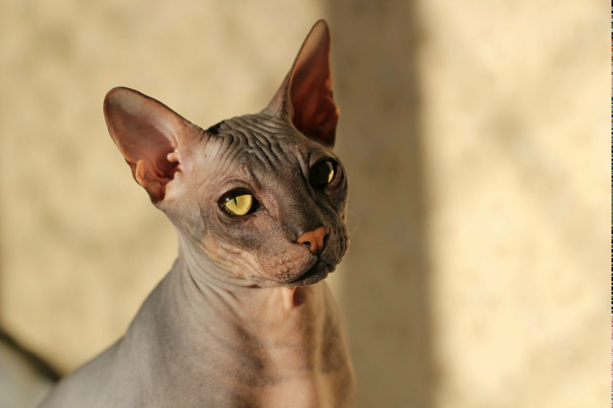 Гоша Чочуа | Санкт-Петербург