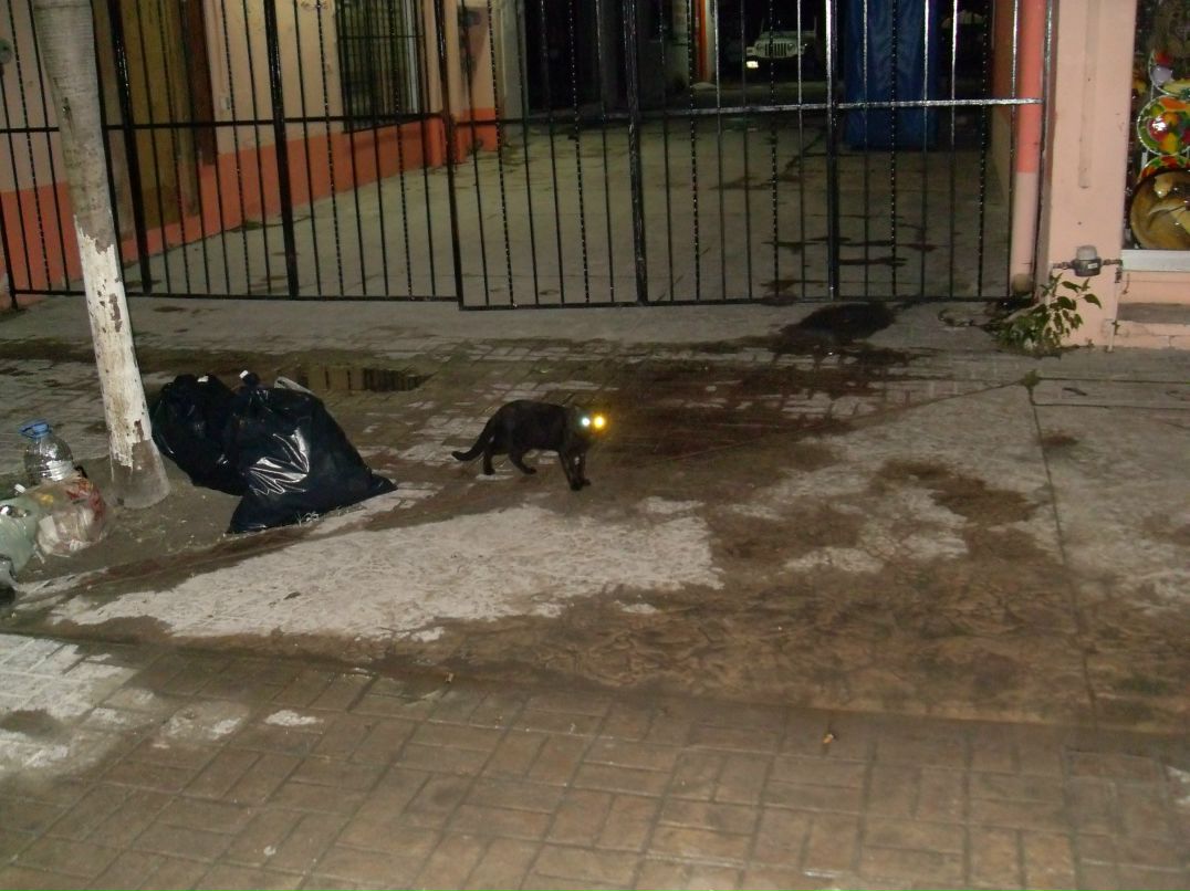 Юлия Шибаева | Санкт-Петербург