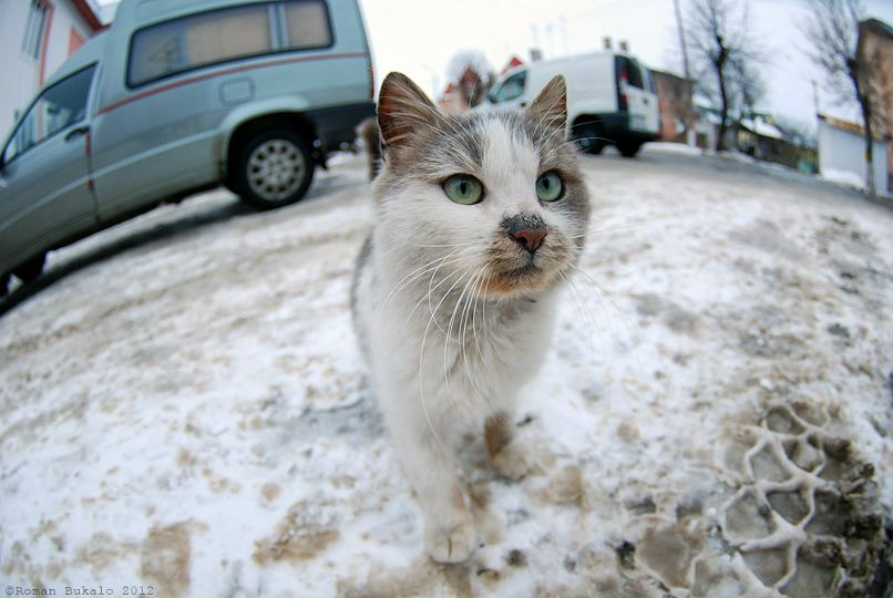 Роман Букало | Камень-Каширский