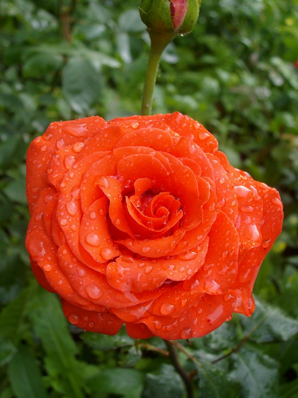 Анна Киселёва | Самара