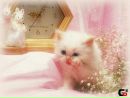 Фотография Картинки Котяток-И-Щенят