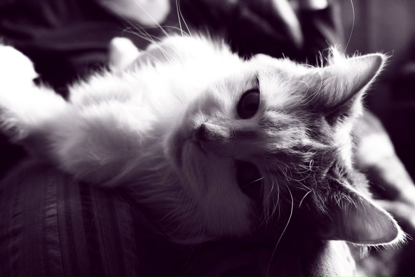 Шики Сусами | Киев