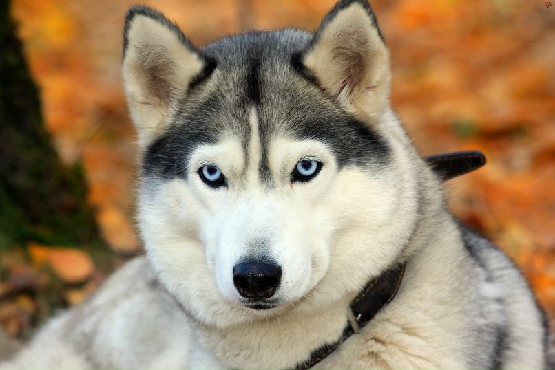 Илона Киселёва | 