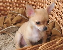 №99, Алиса Фетисова, 36 лет, Херсон №99, Алиса Фетисова, 36 лет, Херсон