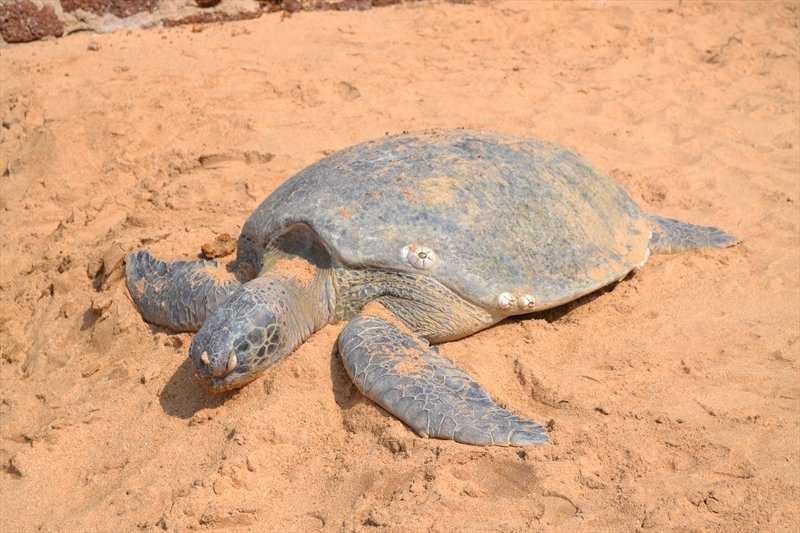 Игорь Осипов | Алапаевск