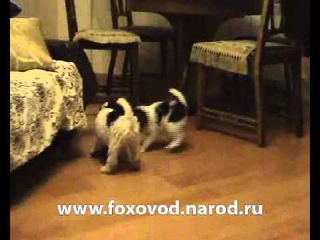 Щенки жесткошерстного фокстерьера  декабрь 2010