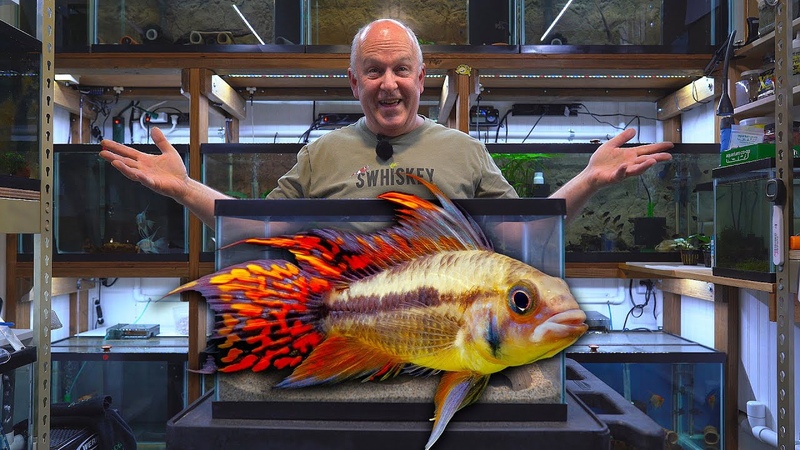 How to Breed Apistogramma