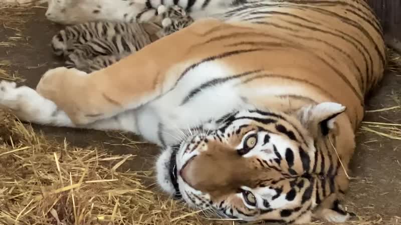В Тайгане ТИГРИНЫЙ БЕБИ БУМ Снова мама тигрица