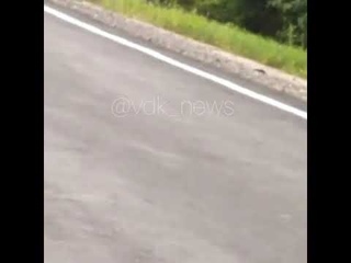 тигр в приморье