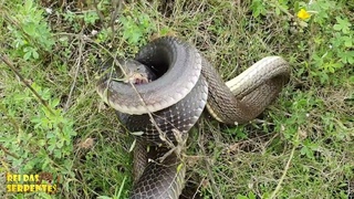 cobra preta e corredeira briga de gigantes