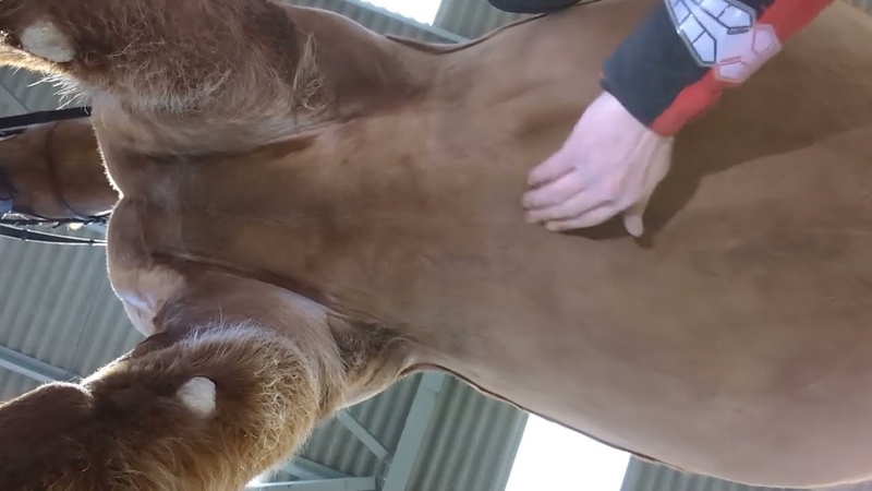 The Impact of Girthing on Horses