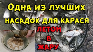 Одна из лучших насадок для ловли карася летом