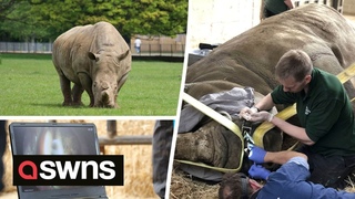 Southern white rhino had a 'dental check-up' requiring the assistance of over 20 zoo keepers | SWNS